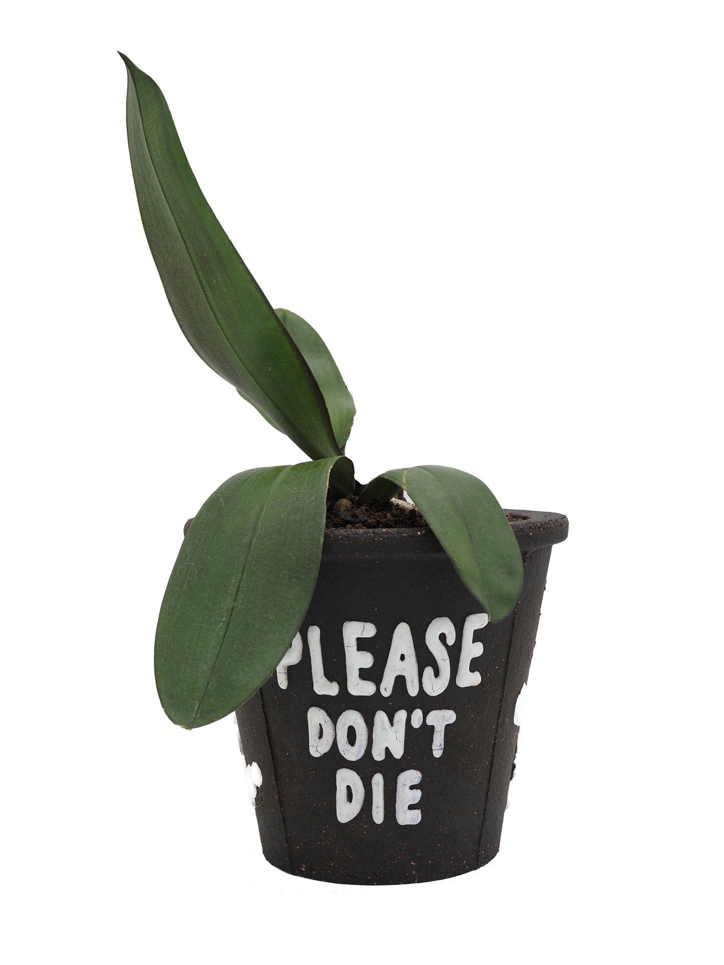 THE SCENE "Please don't die" Planter