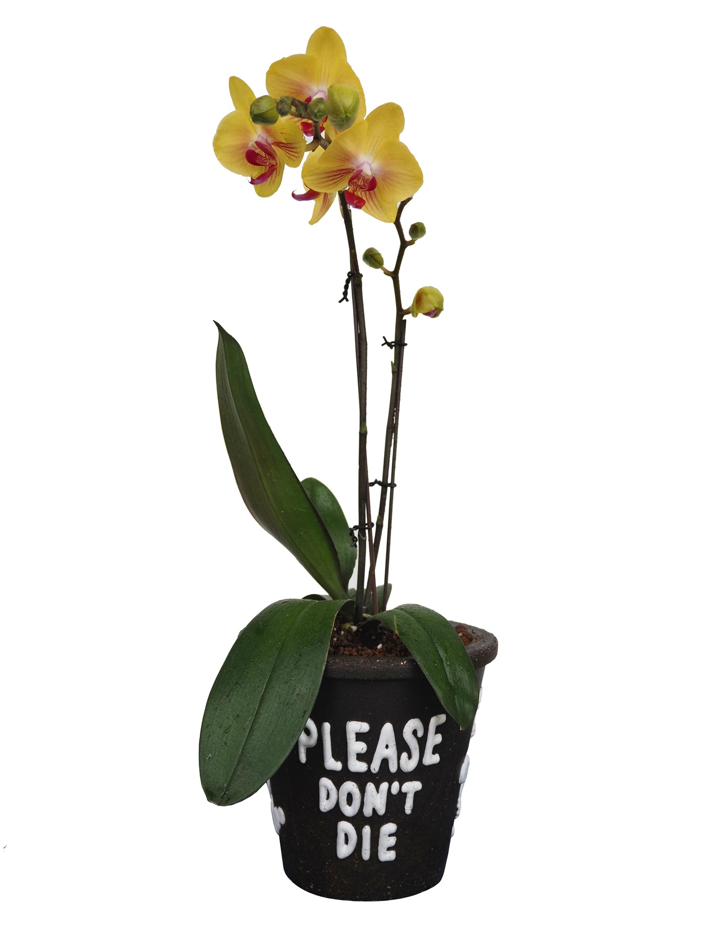 THE SCENE  "Please don't die" Planter